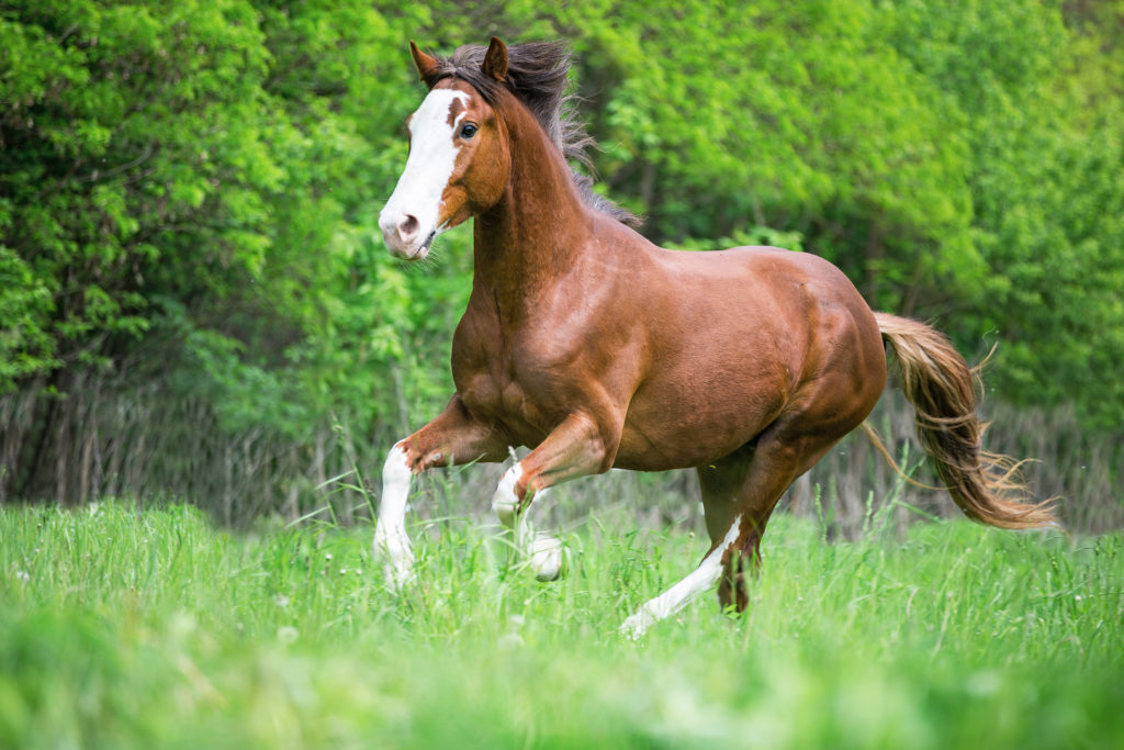 Horse cantering in field